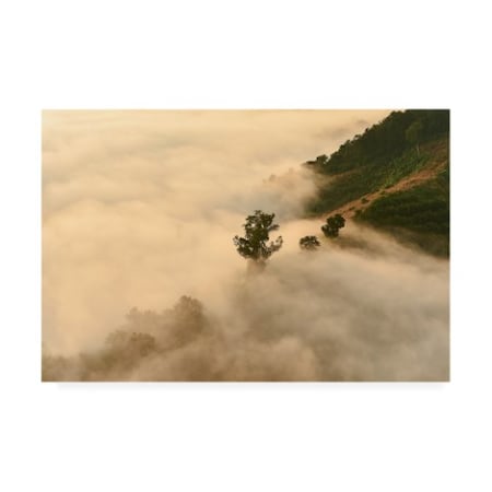 PhotoINC Studio 'Clouds Trees' Canvas Art,16x24